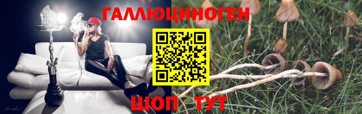 Псилоцибиновые грибы Psilocybine cubensis Краснокаменск